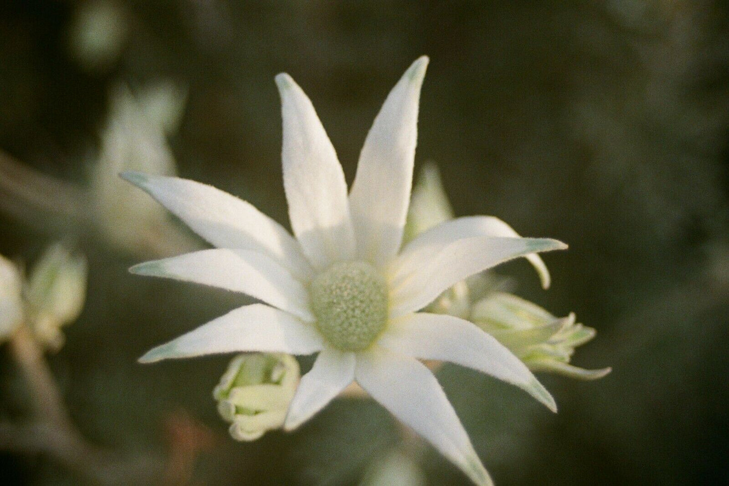 PENTAX me super - 28mm-80mm f4.5 lens