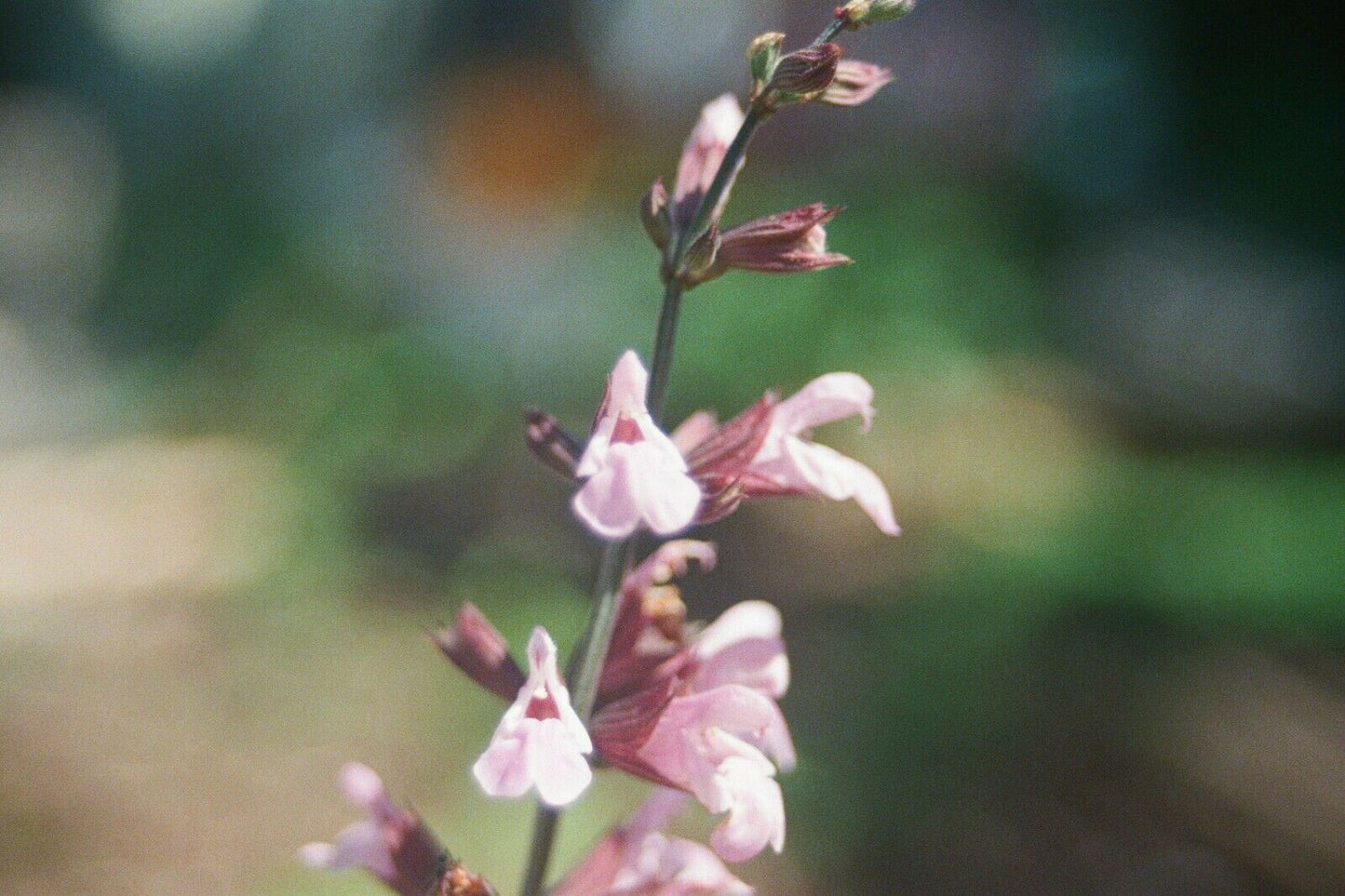 PENTAX me super - 28mm-80mm f4.5 lens