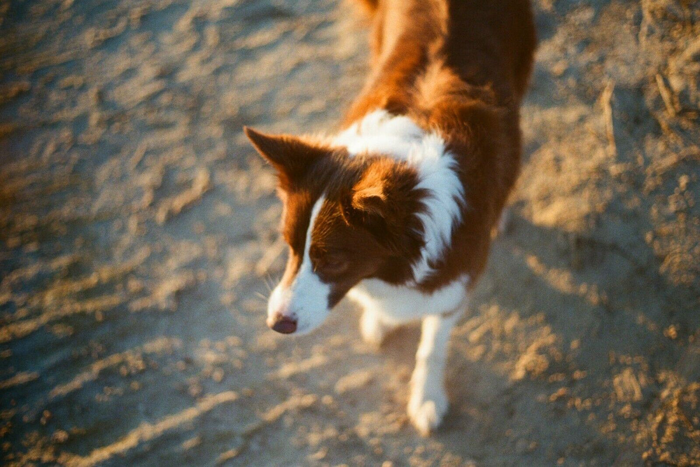 PENTAX km - Rikenon f1.7 50mm