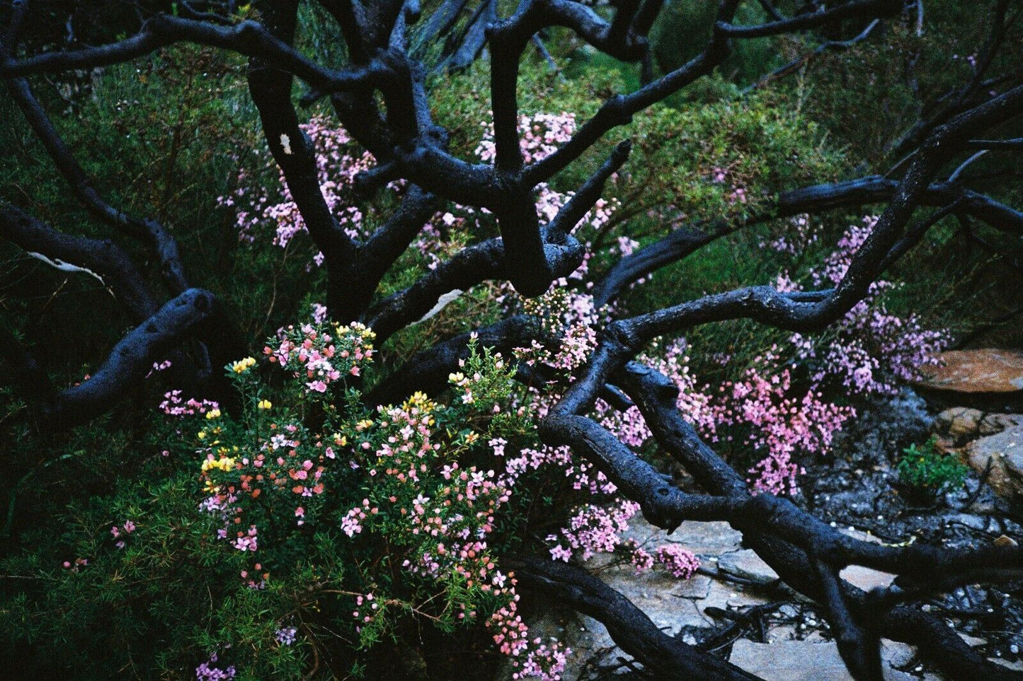 RICOH XF-30