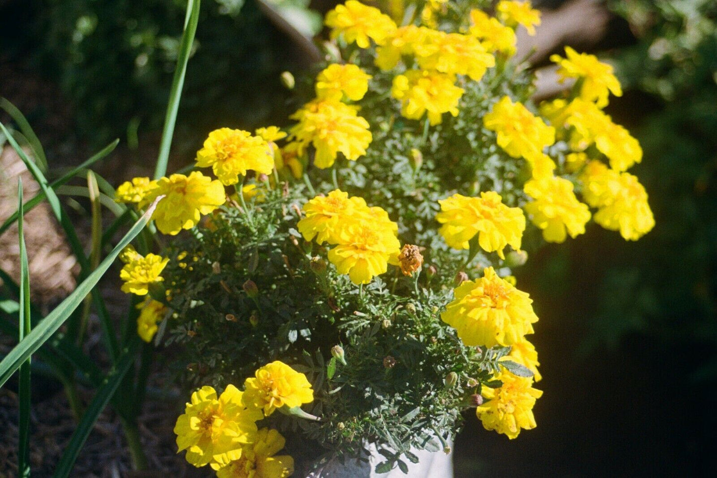 OLYMPUS om 10 -  ZUIKO 35-70mm f4 Lens