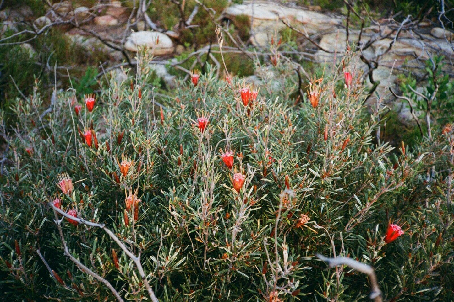 KONICA c35  - 38mm f2.8 lens
